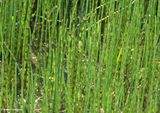 Horsetails (<em>Equisetum</em>)
