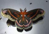 Cecropia moth (<em>Hyalophora cecropia</em>). #7767