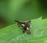 Spotted thyris moth  (<em>Thyris maculata</em>), #6076