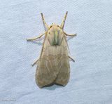Banded tussock moth (<em>Halysidota tessellaris</em>), #8203