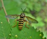 Robber fly (<em>Ceraturgus</em>)