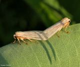 Banded tussock moths (<em>Halysidota tessellaris</em>), #8203