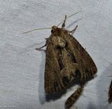 Reed canary grass borer moth (<em>Xylomoia chagnoni</em>), #9433