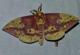 Pine Imperial moth (<em>Eacles imperialis pini</em>), #7704