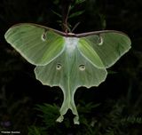 Luna moth (<em>Actias luna</em>), #7758