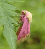 Primrose moth (<em>Schinia florida</em>)