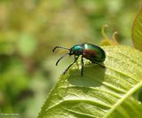 Dogbane beetle (<em>Chrysochus auratus</em>)