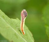 Derbid planthopper (<em>Shellenius ballii</em>)