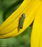 Leafhopper (<em>Tylozygus bifidus</em>)