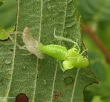 Leafhopper (<em>Gyponana</em>)