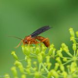 Ichnemonid wasp (<em>Trogus pennator</em>?