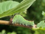 Splendid dagger moth  (<em>Acronicta superans</em>), #9226