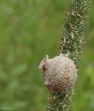 Potter wasp nest (Eumeninae)