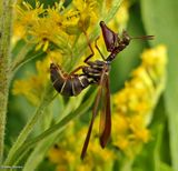 Brown wasp mantidfly (<em>Climaciella brunnea</em>)