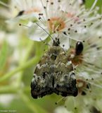 Dianas Choreutis Moth (<em>Choreutis diana</em>), #2651