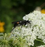 Spider wasp (Pompilini)