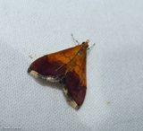 Bicolored pyrausta moth (<em>Pyrausta bicoloralis</em>), #5040