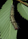 Ochre dagger moth caterpillar (<em>Acronicta morula</em>), #9236