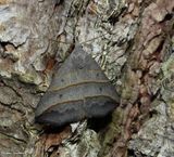 Yellow-lined owlet moth (<em>Colobochyla interpuncta</em>), #8411