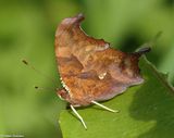 Question Mark butterfly (<em>Polygonia interrogationis</em>)