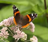 Red admiral butterfly  (<em>Vanessa atalanta</em>)