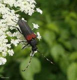 Red-shouldered pine borer beetle <em>Stictoleptura canadensis</em>)