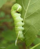 Waved sphinx moth caterpillar  (<em>Ceratomia undulosa</em>), #7787