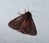 Ruby tiger moth (<em>Phragmatobia fuliginosa </em>), #8156