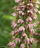 Helleborine orchid (<em>Epipactis helleborine</em>)