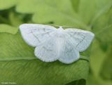 The virgin moth (<em>Protitame virginalis</em>), #6270