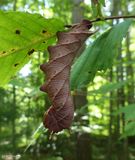Four-horned sphinx moth caterpillar (<em>Ceratomia amyntor</em>), #7786