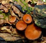 Eyelash fungi (<em>Scutellinia</em>)