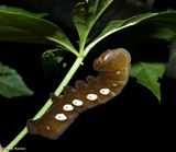 Pandora sphinx moth caterpillar (<em>Eumorphus pandorus</em>), #7859