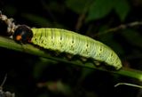 Silver-spotted skipper butterfly caterpillar (<em>Epargyreus clarus</em>) 