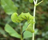 Laurel Sphinx moth caterpillar