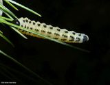 White Pine Sawfly larvae (<em>Neodiprion pinetum</em>)