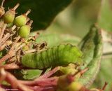 Northern azure butterfly caterpillar (<em>Celastrina lucia</em>)