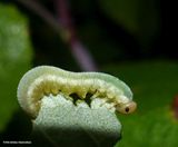 Sawfly larva (<em>Tenthredinidae</em>)
