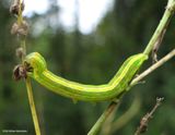 Black arches moth caterpillar  (<em>Melanchra assimilis</em>), #10295