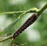 Erebidae moth caterpillar (<em>Palthis</em> sp. )