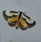 Beautiful wood nymph moth (<em>dryas grata</em>), #9301