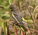 Yellow-rumped warbler
