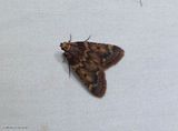 Pink-masked pyralid moth (<em>Aglossa disciferalis</em>), #5512