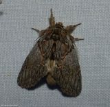 Oval-based prominent moth  (<em>Peridea basitriens</em>), #7919