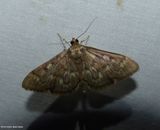 Serpentine webworm moth (<em>Herpetogramma aeglealis</em>), #5280