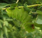 Polyphemus silk moth caterpillar (<em>Antheraea polyphemus</em>), #7757