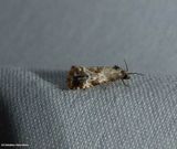 Tortricid moth (subtribe Cochylina)