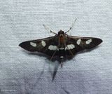 Grape leaffolder/leafroller moth (<em>Desmia funeralis/maculalis</em>) group