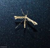 Geranium plume moth  (<em>Amblyptilia pica</em>), #6118