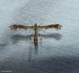 Lobed plume moth (<em>Dejongia lobidactylus</em>), #6102